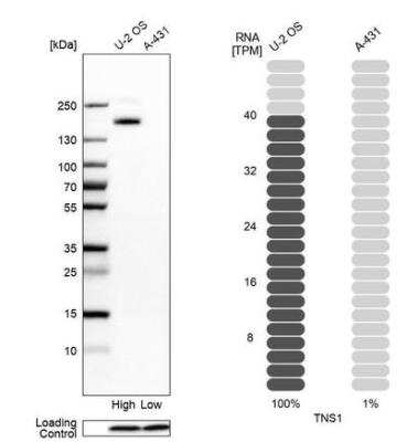 Western Blot: Tensin 1 Antibody [NBP1-84130]