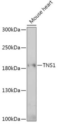 Western Blot: Tensin 1 AntibodyAzide and BSA Free [NBP2-94228]