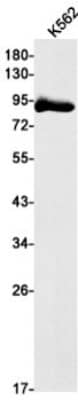 Western Blot: Tensin 4/CTEN Antibody (S06-1F3) [NBP3-19791]