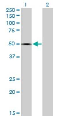 Western Blot: Testican 1/SPOCK1 Antibody [H00006695-B02P]