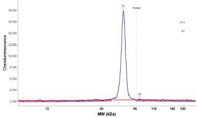 Simple Western: Testin Antibody [NBP1-87987]