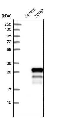 Western Blot: Testis Development Related Protein Antibody [NBP1-93675]