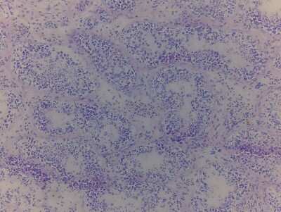 Hematoxylin & Eosin Stain: Testis Tissue Slides (Adult Normal)- Frozen [NBP2-77588]