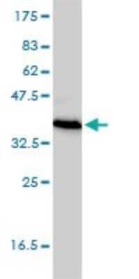 Western Blot: Testis expressed 264 Antibody (2A3-1A10) [H00051368-M01]