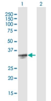 Western Blot: Testisin/Prss21 Antibody [H00010942-B01P]