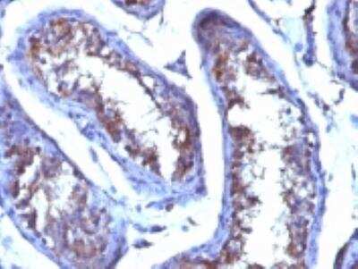 Immunohistochemistry-Paraffin: Testosterone Antibody (4E1G2) [NBP2-45187]