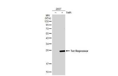 Western Blot: TetR Antibody [NBP3-13057]