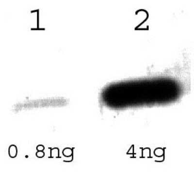 Western Blot: TetR Antibody [NBP3-13727]