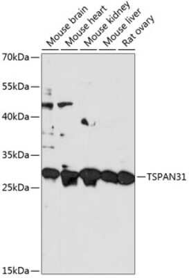 Western Blot: Tetraspanin-31 AntibodyAzide and BSA Free [NBP2-93191]