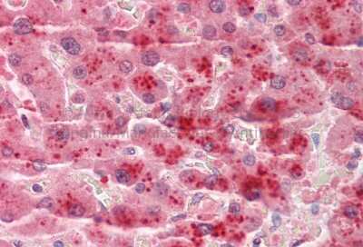 Immunohistochemistry: Tetraspanin-4 Antibody [NBP1-59438]