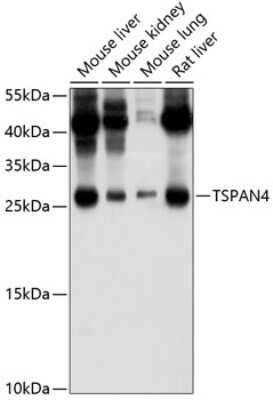 Western Blot: Tetraspanin-4 AntibodyAzide and BSA Free [NBP2-93365]