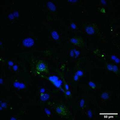 Immunocytochemistry/ Immunofluorescence: TfR (Transferrin R) Antibody (8D3) - Azide and BSA Free [NB100-64979]