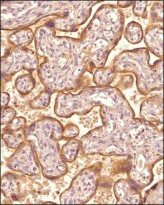 Immunohistochemistry-Paraffin: TfR (Transferrin R) Antibody - BSA Free [NB100-92243]