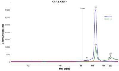 Simple Western: TfR (Transferrin R) Antibody (DF1513) [NBP2-32945]