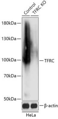 Knockout Validated: TfR (Transferrin R) Antibody - Azide and BSA Free [NBP3-03271]