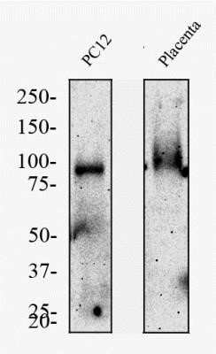 Western Blot: TfR (Transferrin R) Antibody (OX26)Azide and BSA Free [NBP2-80976]