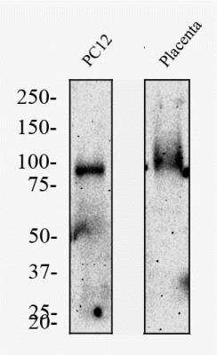 Western Blot: TfR (Transferrin R) Antibody (OX26)BSA Free [NB200-585]