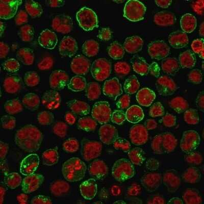 Immunocytochemistry/ Immunofluorescence: TfR (Transferrin R) Antibody (TFRC/1059) [NBP2-45007]