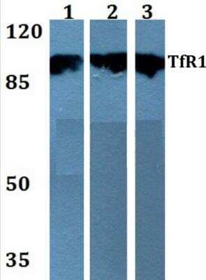 Western Blot: TfR (Transferrin R) AntibodyBSA Free [NB100-92243]