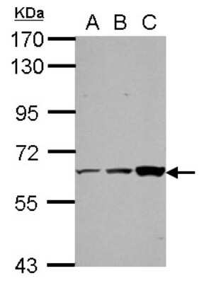 Western Blot: Th-POK Antibody [NBP2-20623]