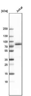 Western Blot: Themis Antibody [NBP1-90802]