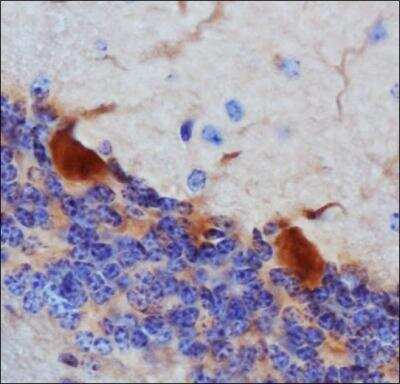 Immunohistochemistry: Thimet Oligopeptidase/THOP1 Antibody (4D6) [NB400-146]