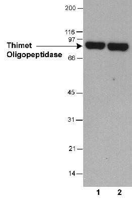 Western Blot: Thimet Oligopeptidase/THOP1 Antibody (4D6)Azide and BSA Free [NBP2-80977]