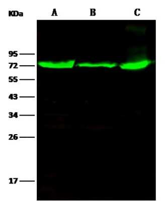 Western Blot: Thimet Oligopeptidase/THOP1 Antibody [NBP2-98355]