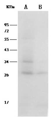 Western Blot: Thioredoxin-1 Antibody (002) [NBP2-90730]