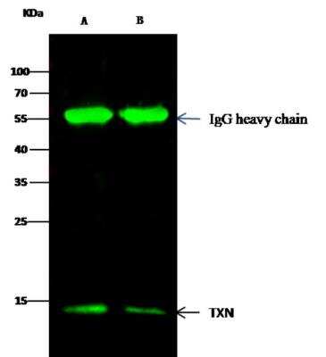 Immunoprecipitation: Thioredoxin-1 Antibody (116) [NBP2-89458]