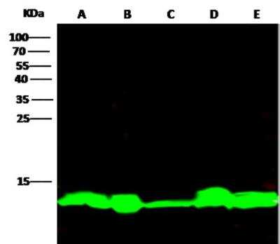 Western Blot: Thioredoxin-1 Antibody (116) [NBP2-89458]