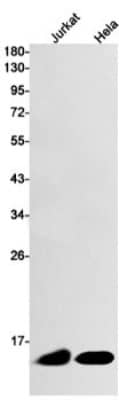 Western Blot: Thioredoxin-1 Antibody (S07-4H5) [NBP3-19933]