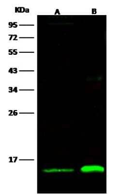 Western Blot: Thioredoxin-2 Antibody (001) [NBP2-90122]