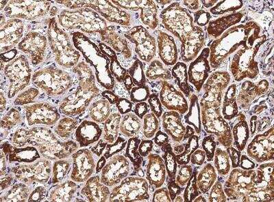 Immunohistochemistry-Paraffin: Thioredoxin-2 Antibody (054) [NBP2-90123]