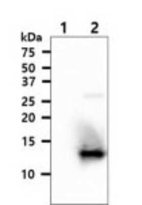 Western Blot: Thioredoxin-2 Antibody (1B1)BSA Free [NBP2-59463]