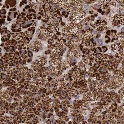 Immunohistochemistry-Paraffin: Thioredoxin-2 Antibody [NBP1-92499]