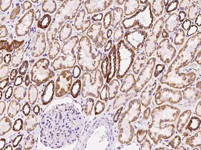 Immunohistochemistry-Paraffin: Thioredoxin-2 Antibody [NBP3-00013]