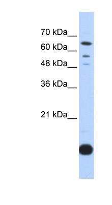 Western Blot: Thioredoxin-2 Antibody [NBP1-54673]