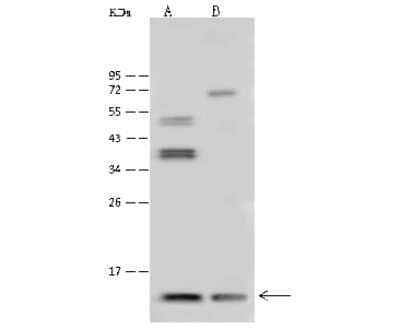 Western Blot: Thioredoxin-2 Antibody [NBP3-00013]