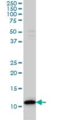 Western Blot: Thioredoxin-1 Antibody (2A7) [H00007295-M01]