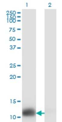 Western Blot: Thioredoxin-1 Antibody (2A7) [H00007295-M01]