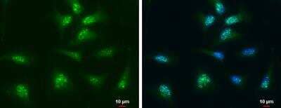 Immunocytochemistry/ Immunofluorescence: Thioredoxin-1 Antibody [NBP1-31090]