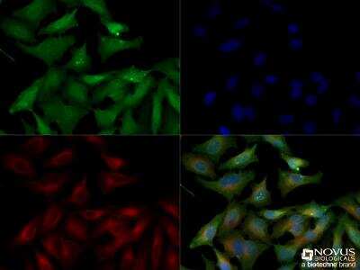 Immunocytochemistry/ Immunofluorescence: Thioredoxin-1 Antibody - BSA Free [NBP2-52983]