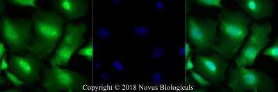 Immunocytochemistry/ Immunofluorescence: Thioredoxin-1 Antibody - BSA Free [NBP2-52983]