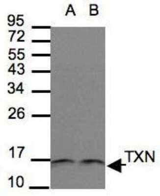 Western Blot: Thioredoxin-1 Antibody [NBP1-31090]