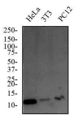 Western Blot: Thioredoxin-1 AntibodyBSA Free [NBP2-52983]