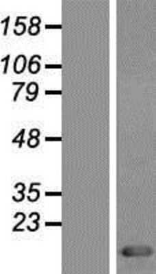 Western Blot: Thioredoxin-1 Overexpression Lysate [NBP2-10886]