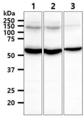 Western Blot: Thioredoxin Reductase 1/TRXR1 Antibody (30F1)BSA Free [NBP2-59489]