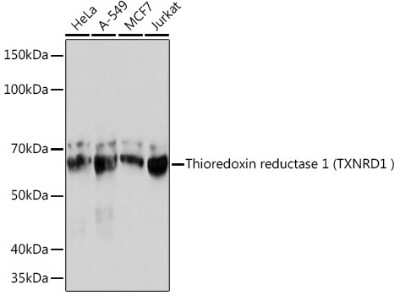 Western Blot: Thioredoxin Reductase 1/TRXR1 Antibody (7P1J4) [NBP3-16470]