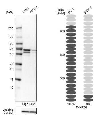 Western Blot: Thioredoxin Reductase 1/TRXR1 Antibody [NBP1-81791]